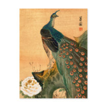Japanese Peacock no.2 Postcard