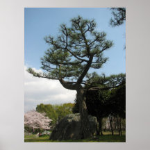 Japanese pine posters