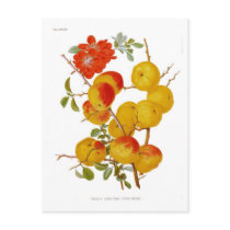 Japanese Quince Postcards