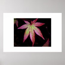 Japanese red maple leaf print