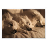 Japanese Spitz / American Eskimo poster photography