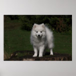 Japanese Spitz/American Eskimo puppy Posters