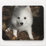Japanese Spitz puppy mousepads