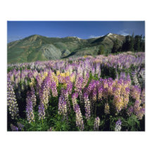 JARBIDGE WILDERNESS, NEVADA. USA. Spur lupine Art Photo