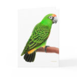Jardines Parrot Greeting Card
