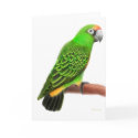 Jardines Parrot Greeting Card