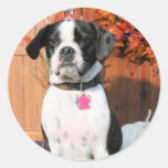 Jarno - Boston Terrier Mix Breed Photo-2 Stickers