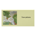 JARROS II photo cards