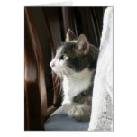 "Jasmine" (2) Greeting Cards