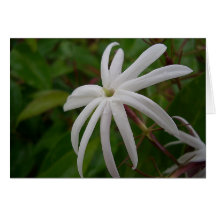 Jasmine Flower Card