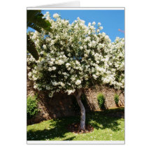 Jasmine Tree Greeting Cards