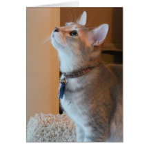 Jasper Blank Kitten Photo Note Card