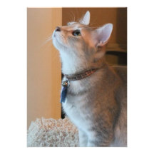 Jasper Customisable Kitten Photo Announcements