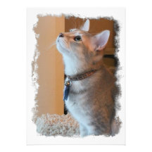 Jasper Customisable Kitten Photo Stylised Invites