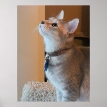 Jasper Full-Bleed Kitten Photo Poster Print