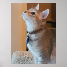Jasper Glossy Kitten Photo Canvas Print