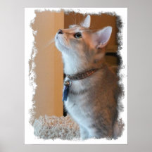 Jasper Glossy Stylised Kitten Photo Canvas Print