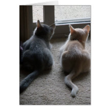 Jasper & Kaylee Kitten Blank Note Card