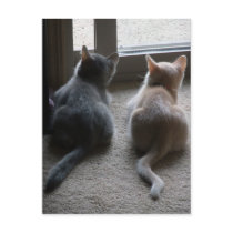 Jasper & Kaylee Kitten Blank Postcard