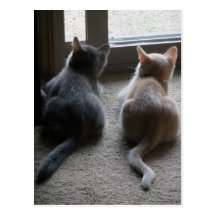 Jasper & Kaylee Kitten Blank Postcard