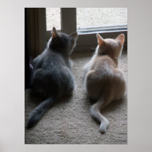 Jasper & Kaylee Kitten Canvas Print