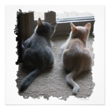 Jasper & Kaylee Kitten Invites