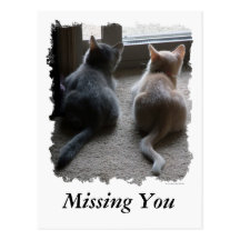 Jasper & Kaylee Kitten "Missing You" Postcard