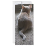 Jasper & Kaylee Kitten Photo Bookmark rack cards