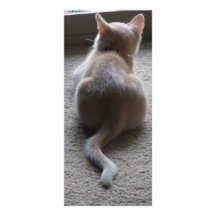 Jasper & Kaylee Kitten Photo Bookmark Rack Card Design
