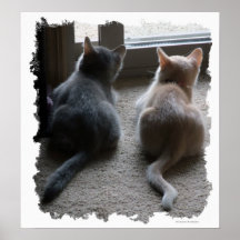 Jasper & Kaylee Kitten Poster Print
