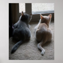 Jasper & Kaylee Kitten Poster Print