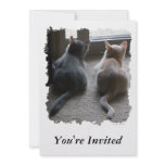 Jasper & Kaylee Kitten "You're Invited" Invitation