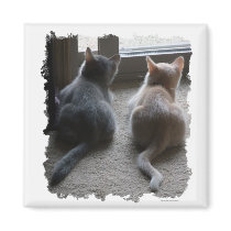 Jasper & Kaylee Square Kitten Magnet