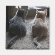 Jasper & Kaylee Square Kitten Magnet