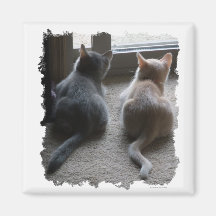 Jasper & Kaylee Square Kitten Magnet