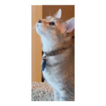 Jasper Kitten Photo Bookmark Custom Rack Card