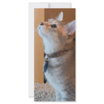 Jasper Kitten Photo Bookmark