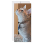 Jasper Kitten Photo Bookmark rack cards