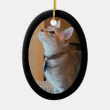 Jasper Kitten Photo Framed Oval Ornament