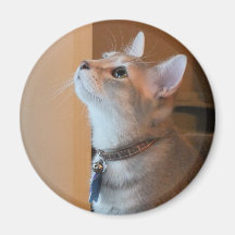 Jasper Standard Size Round Kitten Photo Magnet