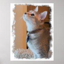 Jasper Stylised Kitten Photo Poster Print