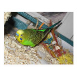 Jasper The Parakeet Post Cards