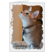 Jasper Thinking of You Kitten Greeting Card