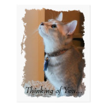 Jasper Thinking of You Kitten Postcard