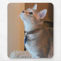 Jasper Vertical Kitten Photo Mousepad