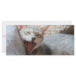 Jasper Yawning Kitten Photo Bookmark rack cards