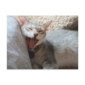 Jasper Yawning Kitten Photo Postcard