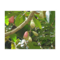 Java Apple Tree Post Cards