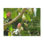 Java Apple Tree postcards