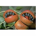 Java olive (Sterculia foetida), Kalumpang photo sculptures